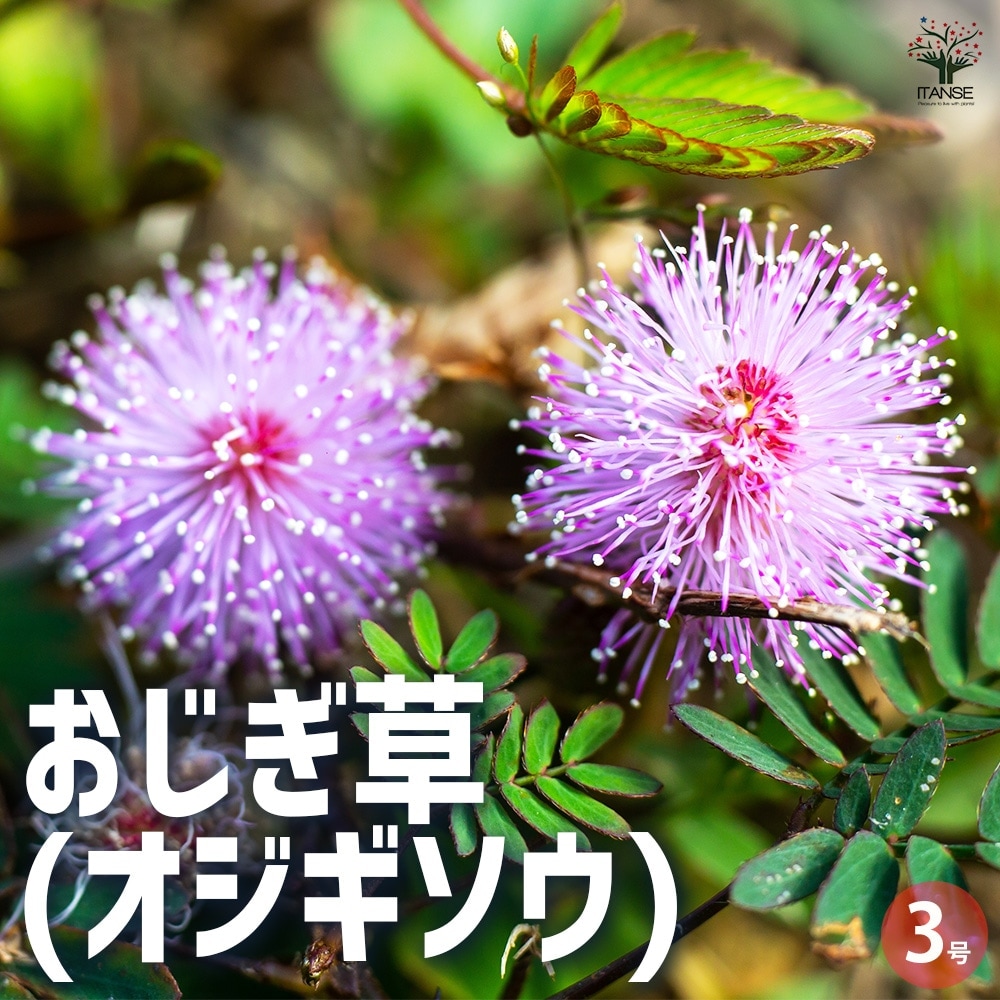 おじぎ草 【花苗 3号ポット】｜ 【植物のITANSE】全品送料無料 