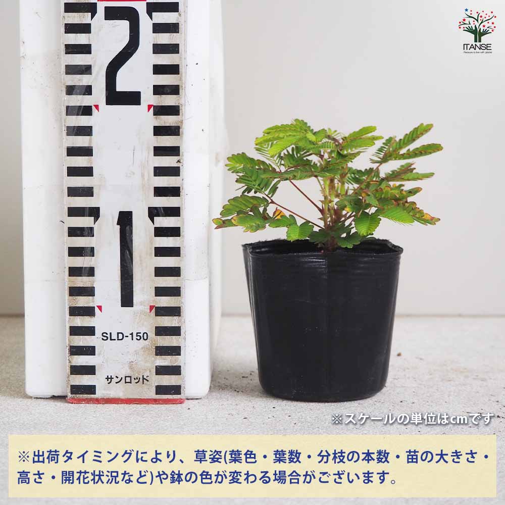 おじぎ草 【花苗 3号ポット】