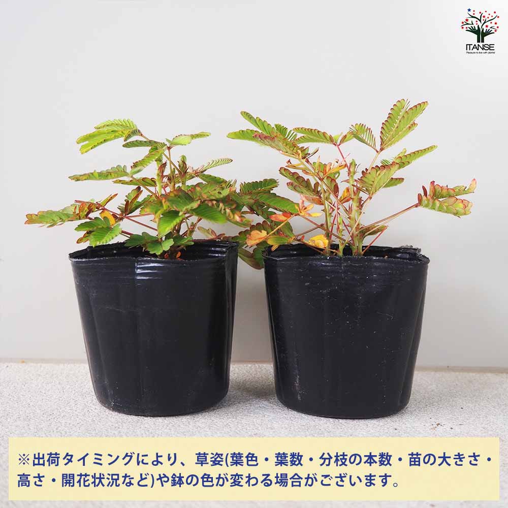 おじぎ草 【花苗 3号ポット】｜ 【植物のITANSE】全品送料無料 