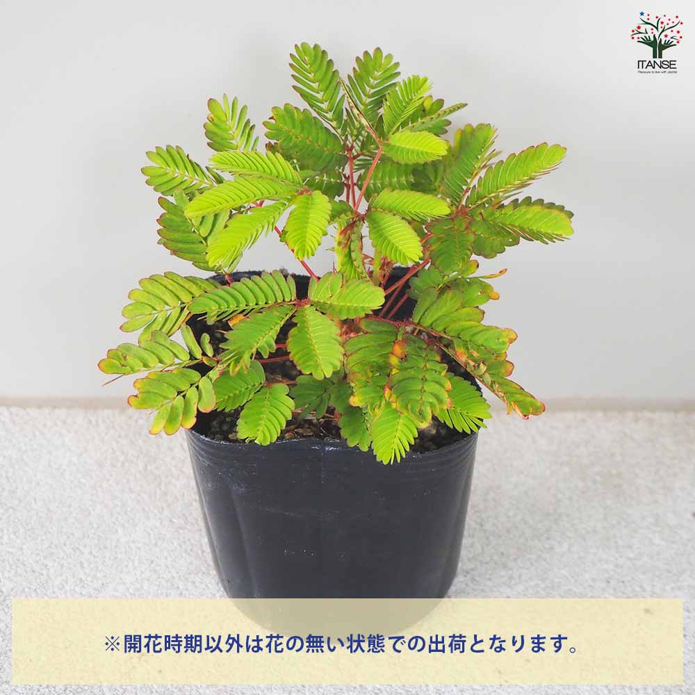 おじぎ草 【花苗 3号ポット】｜ 【植物のITANSE】全品送料無料 