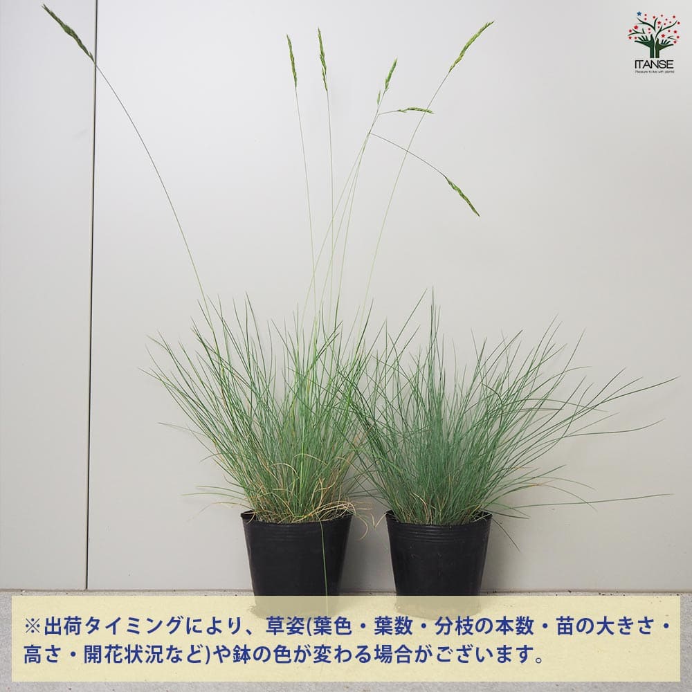 フェスツカグラウカ 苗 スティパイチュー苗 小苗 set フェスツカ グラウカ 2個～【花苗 3.5号ポット】｜ 【植物の