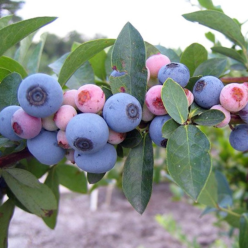 ブルーベリー苗パウダーブルー＆バルドウィン大苗2本セット ブルーベリー苗 パウダーブルー＆バルドウィン5号ポット2本セット