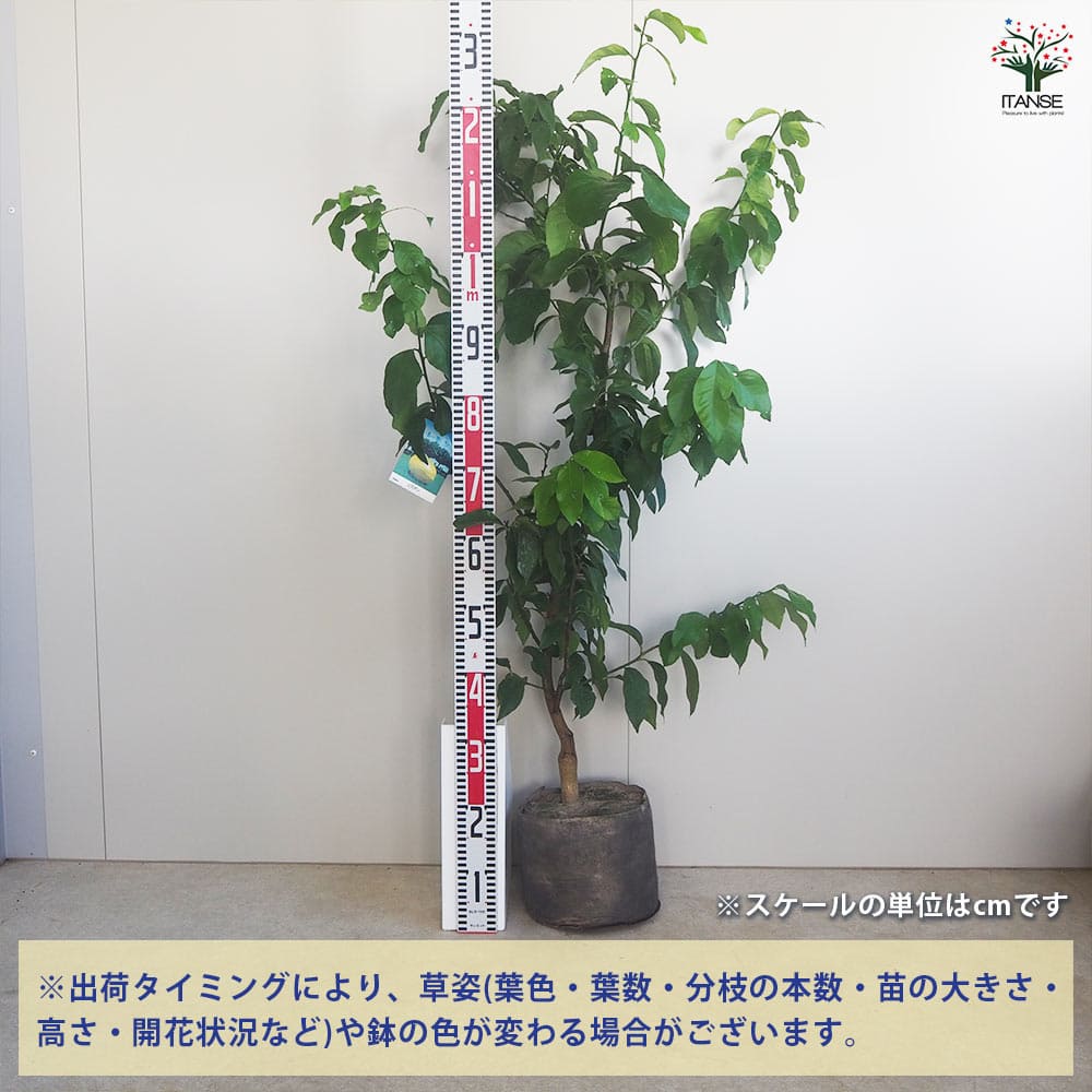 リスボンレモン 根巻き ルートバック入り【果樹苗木/7号/1個売り】