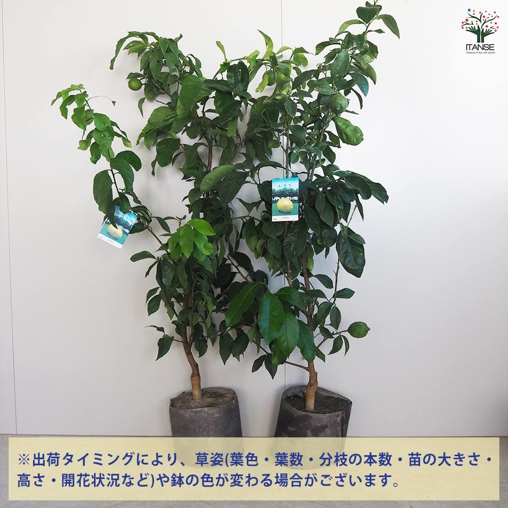 リスボンレモン 根巻き ルートバック入り【果樹苗木/7号/1個売り】