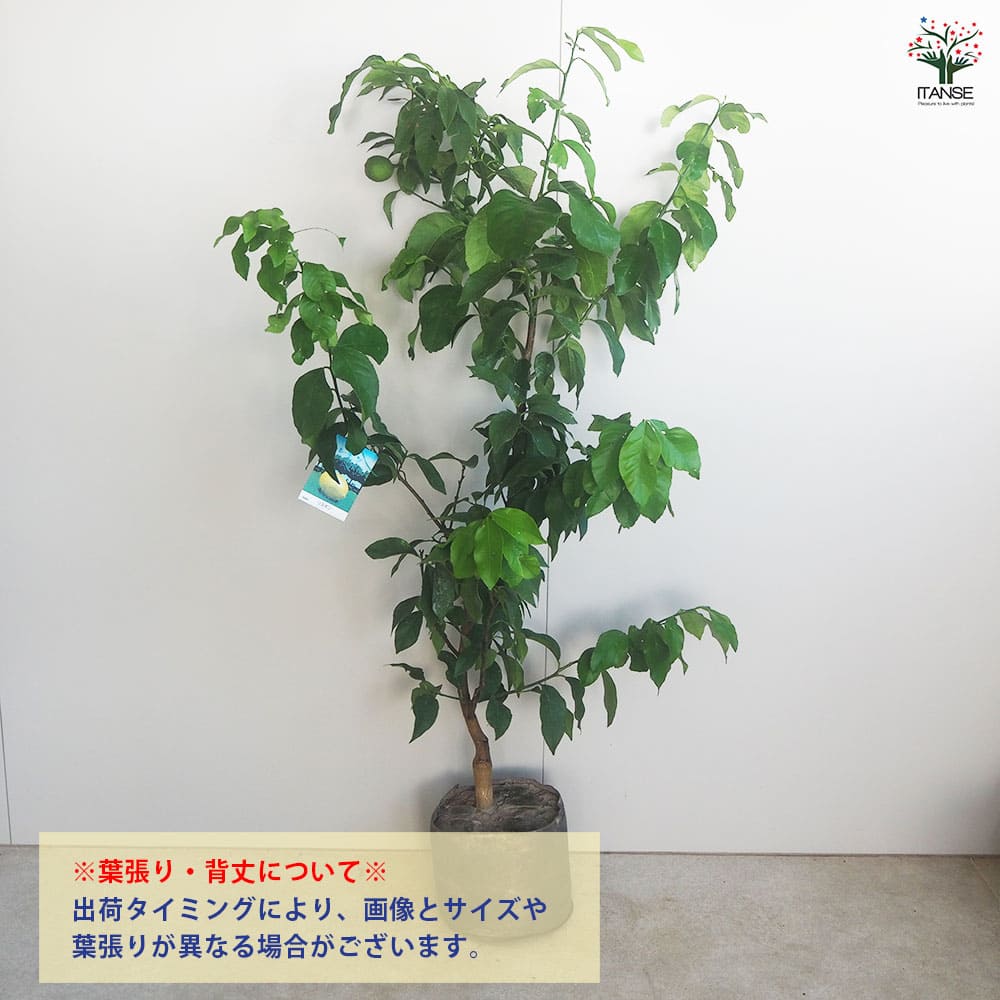 リスボンレモン 根巻き ルートバック入り【果樹苗木/7号/1個売り】