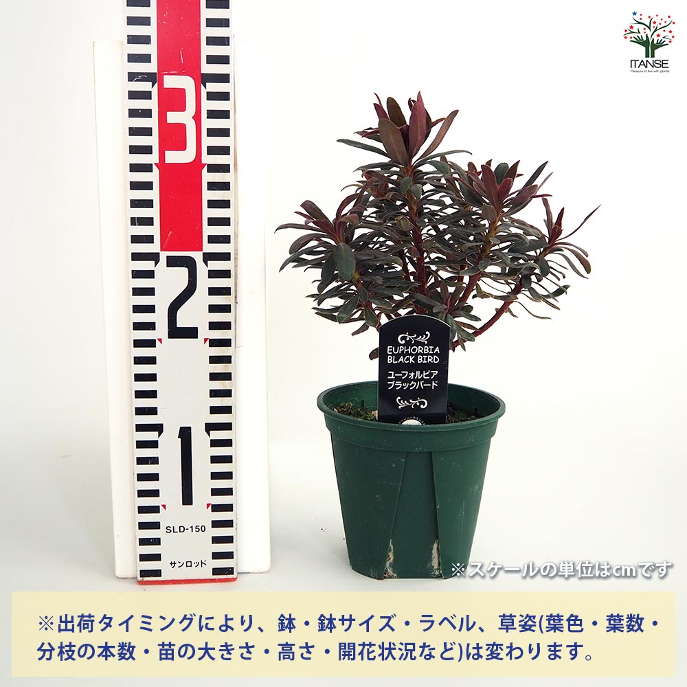 ユーフォルビア　3.5号ポット6種セット　鉢のままメルカリ便 07f672a0a1c83526bada461ad80c36