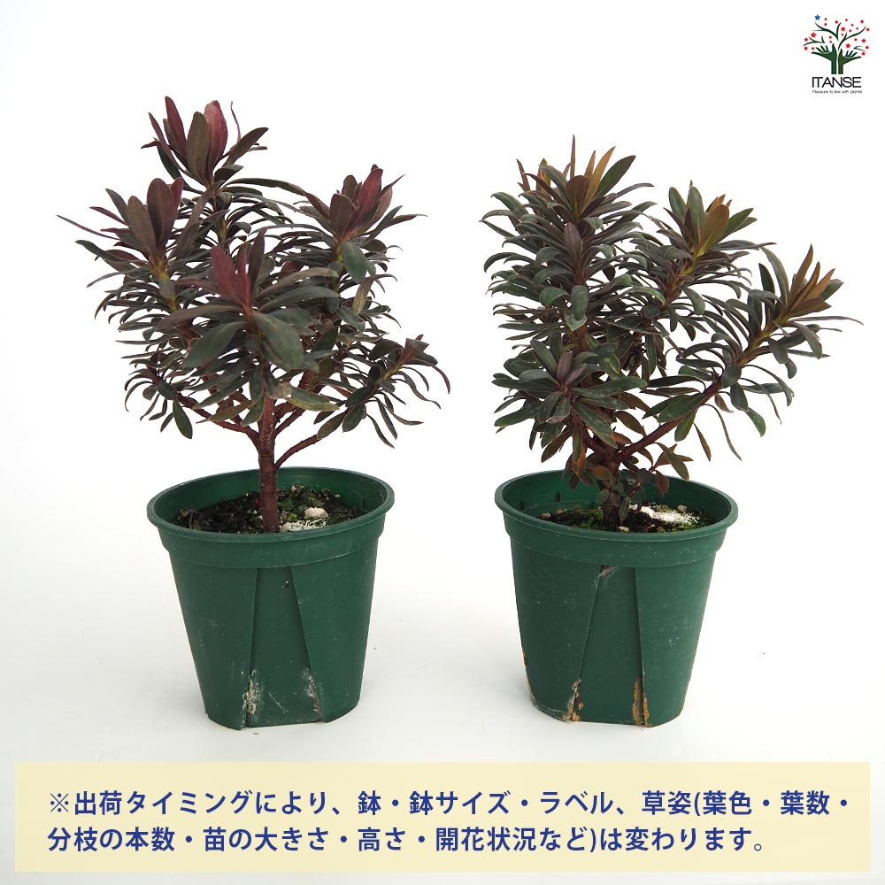 ユーフォルビア　3.5号ポット6種セット　鉢のままメルカリ便 ユーフォルビア ブラックバード【花苗 3.5～4号／1個売り】｜ 【植物の