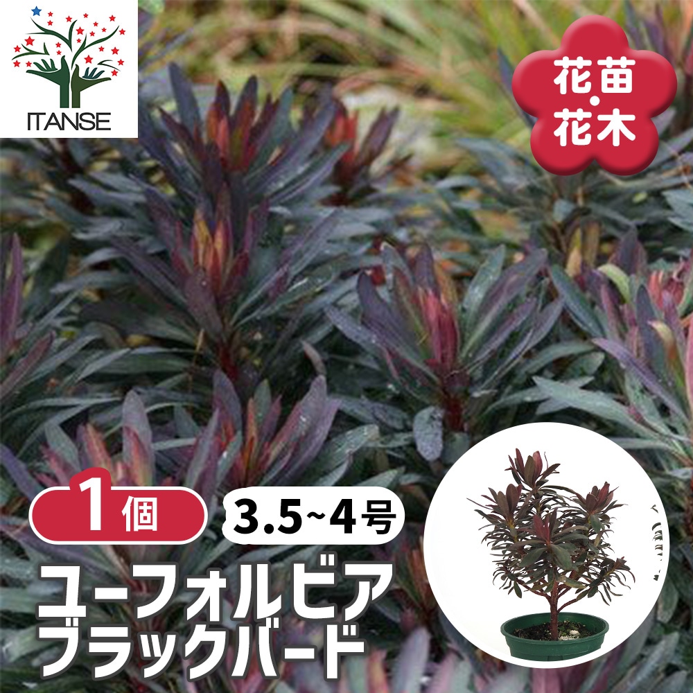 ユーフォルビア　3.5号ポット6種セット　鉢のままメルカリ便 07f672a0a1c83526bada461ad80c36