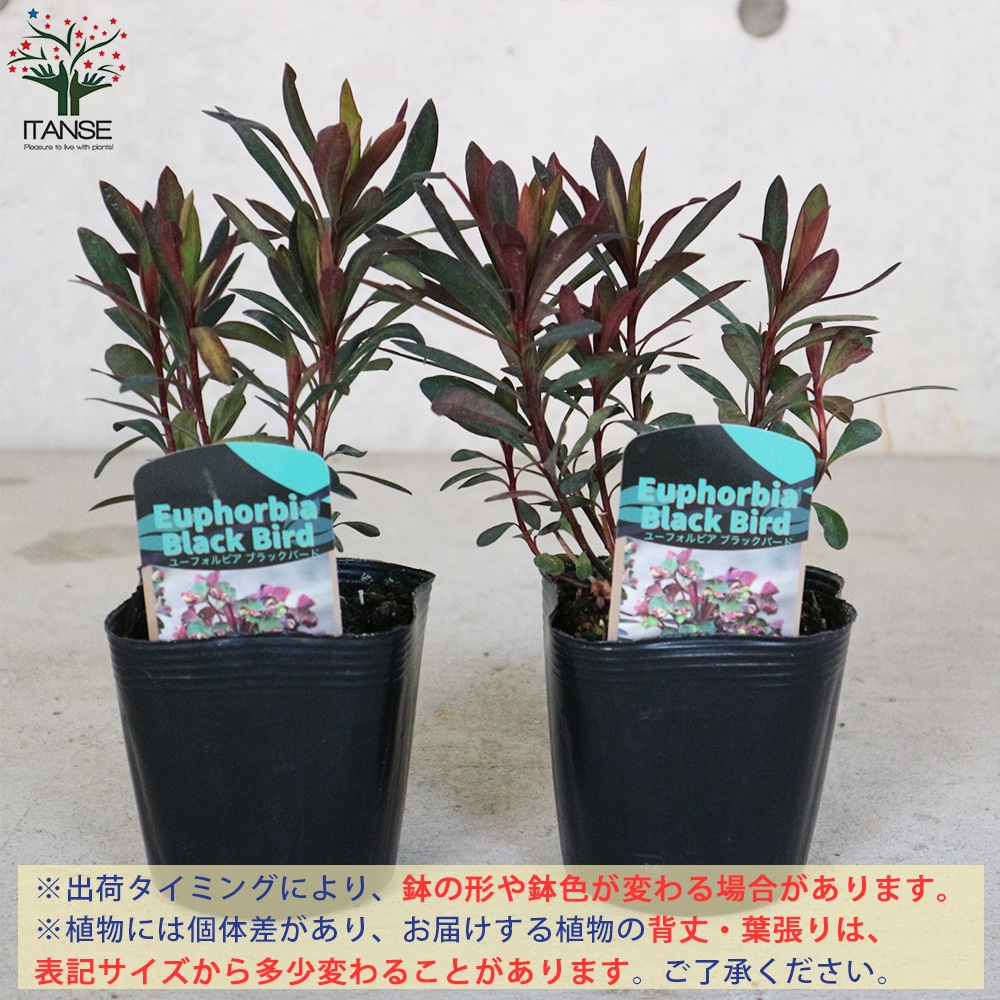 ユーフォルビア ブラックバード【花苗 3.5～4号／1個売り】｜ 【植物の