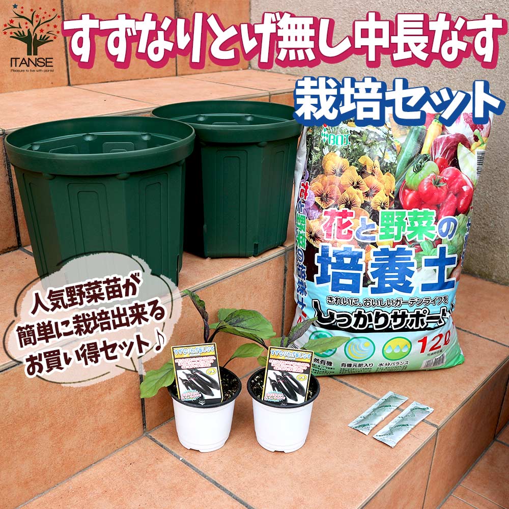 栽培セット とげ無し中長なす【野菜の苗 9～10.5cmポット苗／お買い得2個セット】