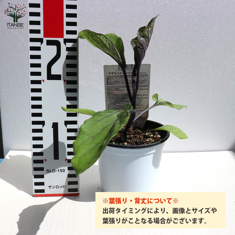 栽培セット とげ無し中長なす【野菜の苗 9～10.5cmポット苗／お買い得2個セット】