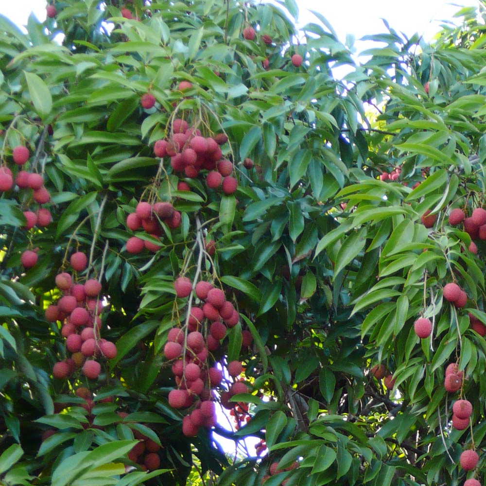 ライチの苗木 すずなり黒葉ライチ(コクヨウライチ)【果樹の苗木 13.5cm