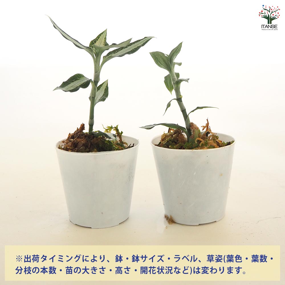 観葉植物 アスピドギネ アルゲンティア 【観葉植物 2号】
