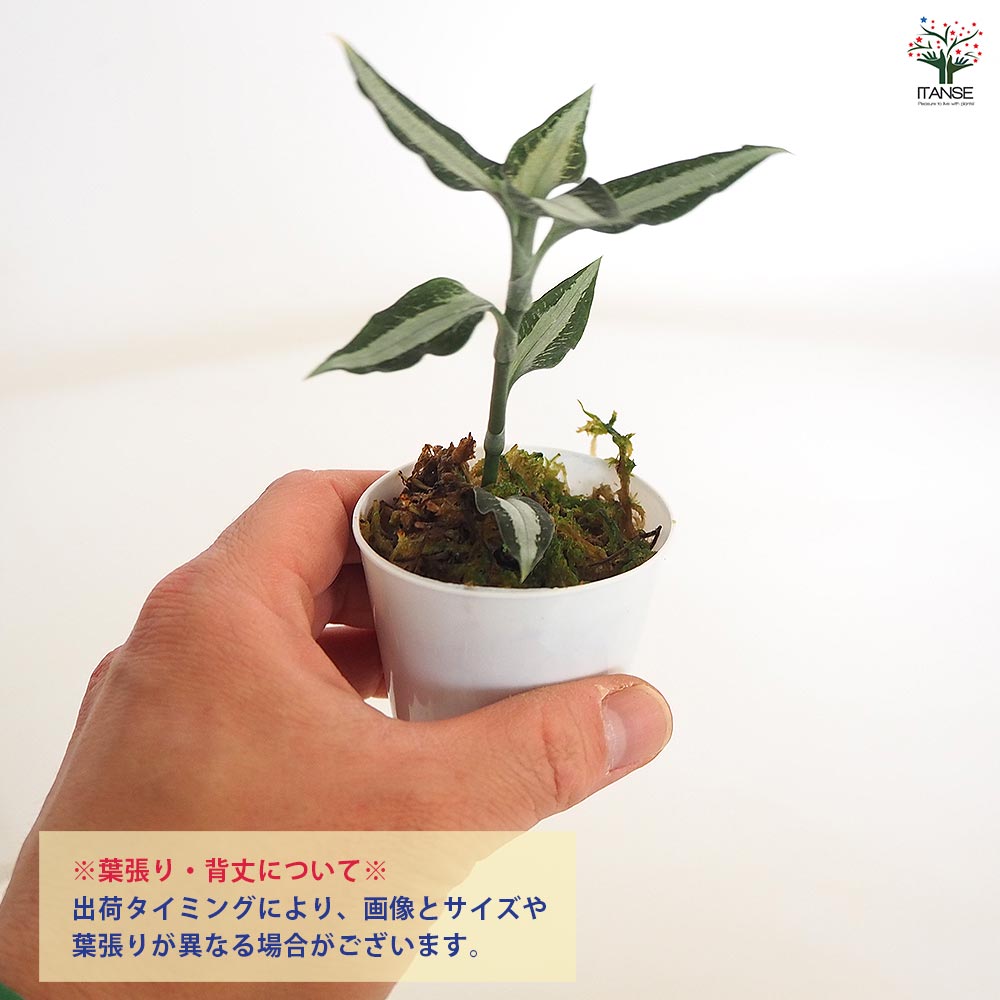 観葉植物 アスピドギネ アルゲンティア 【観葉植物 2号】