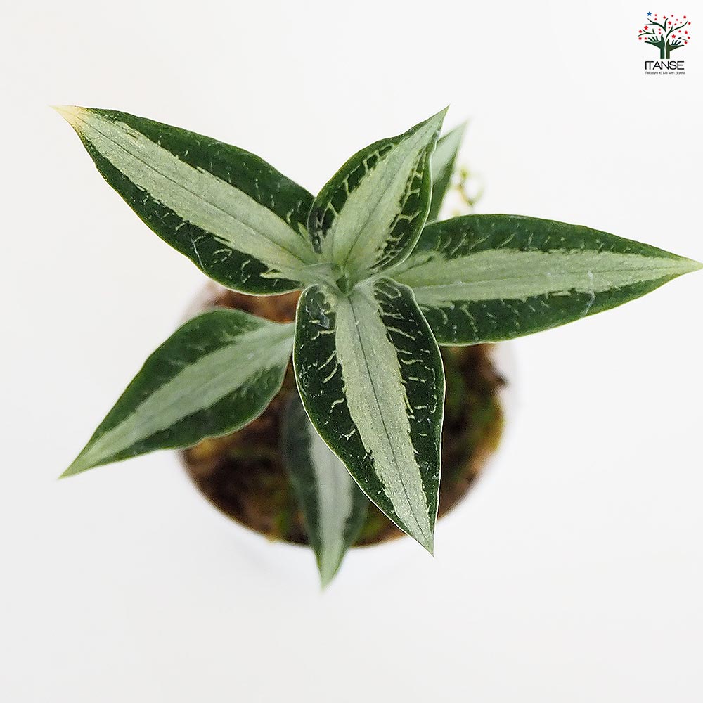 観葉植物 アスピドギネ アルゲンティア 【観葉植物 2号】