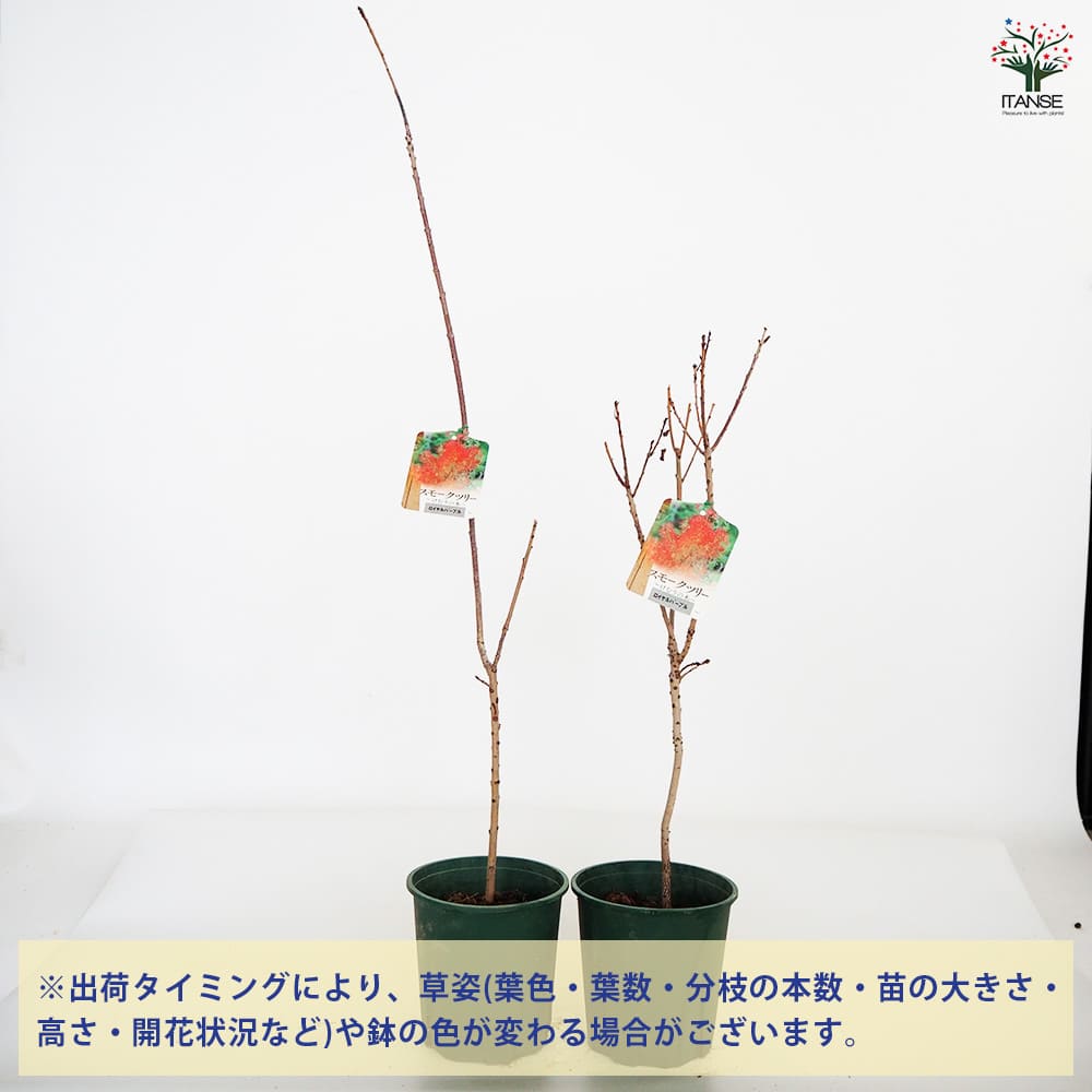 NO1スモークツリーロイヤルパープル接木高さ170cm NO1スモークツリーロイヤルパープル接木高さ170cm