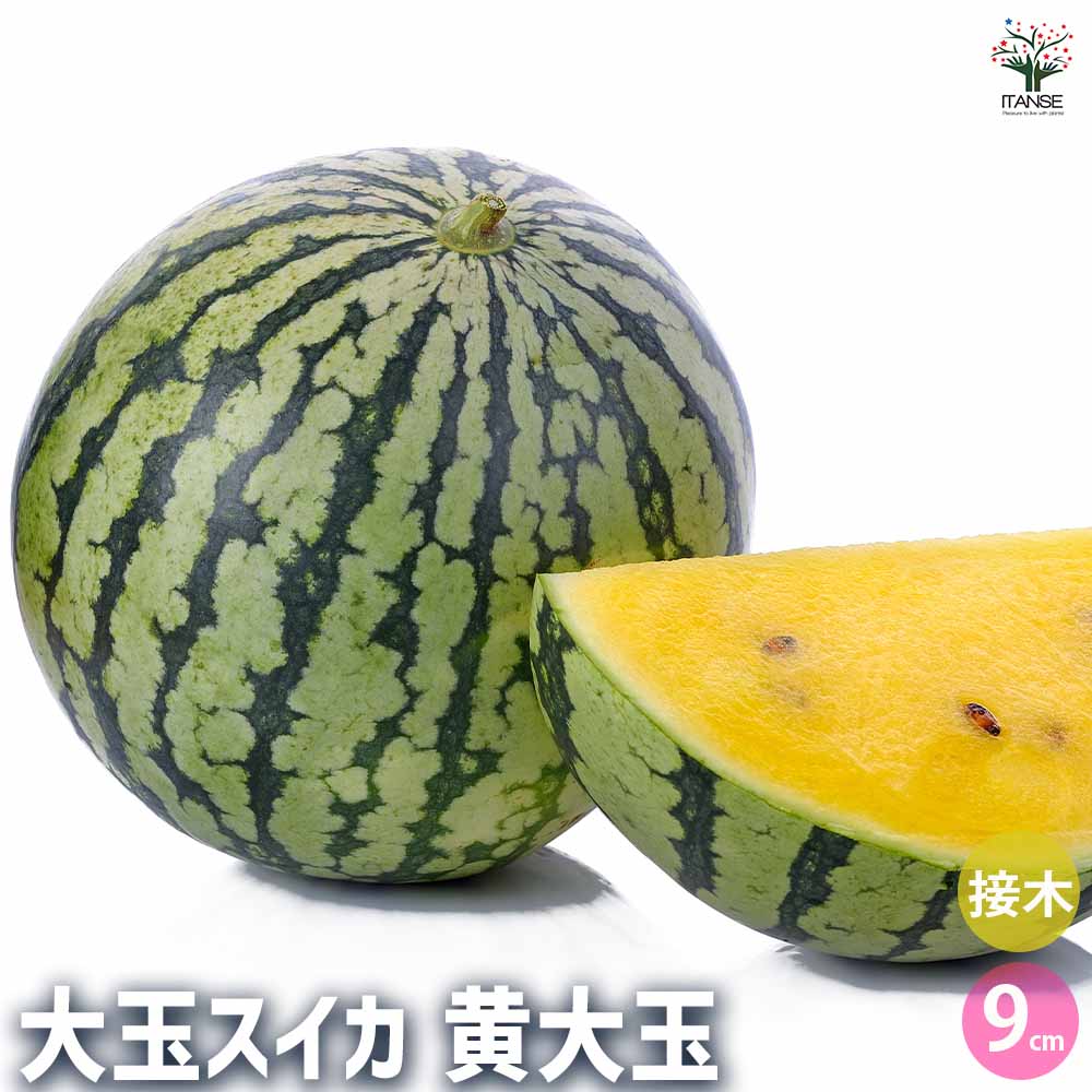 スイカの苗 黄大玉スイカ2個～ 【野菜の苗 3号】