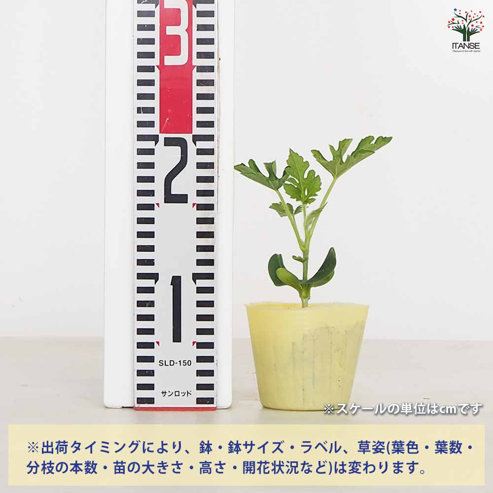 スイカの苗 黄大玉スイカ2個～ 【野菜の苗 3号】