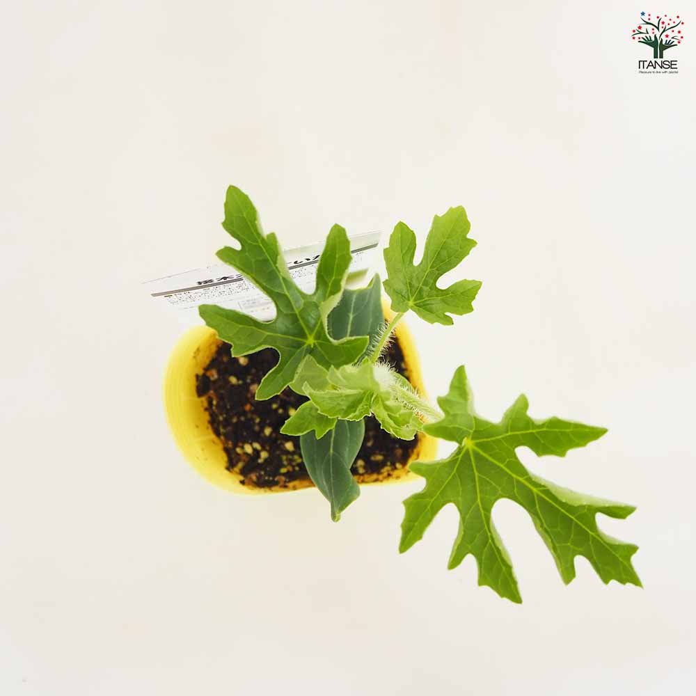 スイカの苗 黄大玉スイカ2個～ 【野菜の苗 3号】