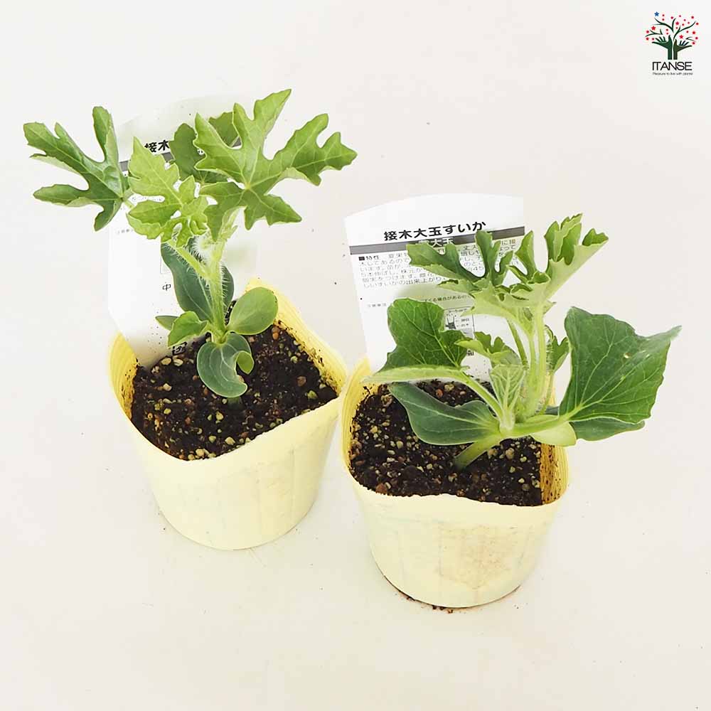 スイカの苗 黄大玉スイカ2個～ 【野菜の苗 3号】