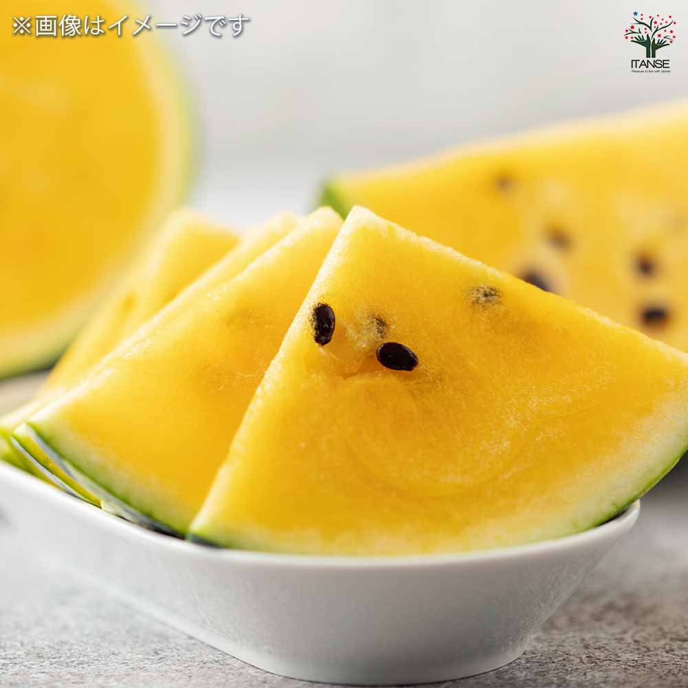 スイカの苗 黄大玉スイカ2個～ 【野菜の苗 3号】