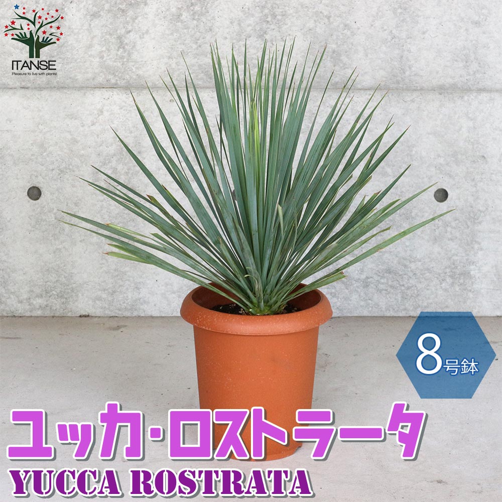 ユッカ ロストラータ (シルバーグリーン葉) リビングやオフィス