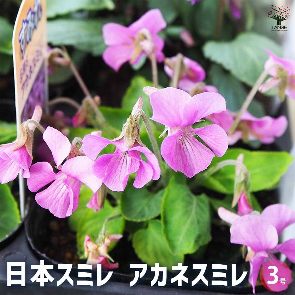 日本スミレ アカネスミレ 【花苗 3号】｜ 【植物のITANSE】全品
