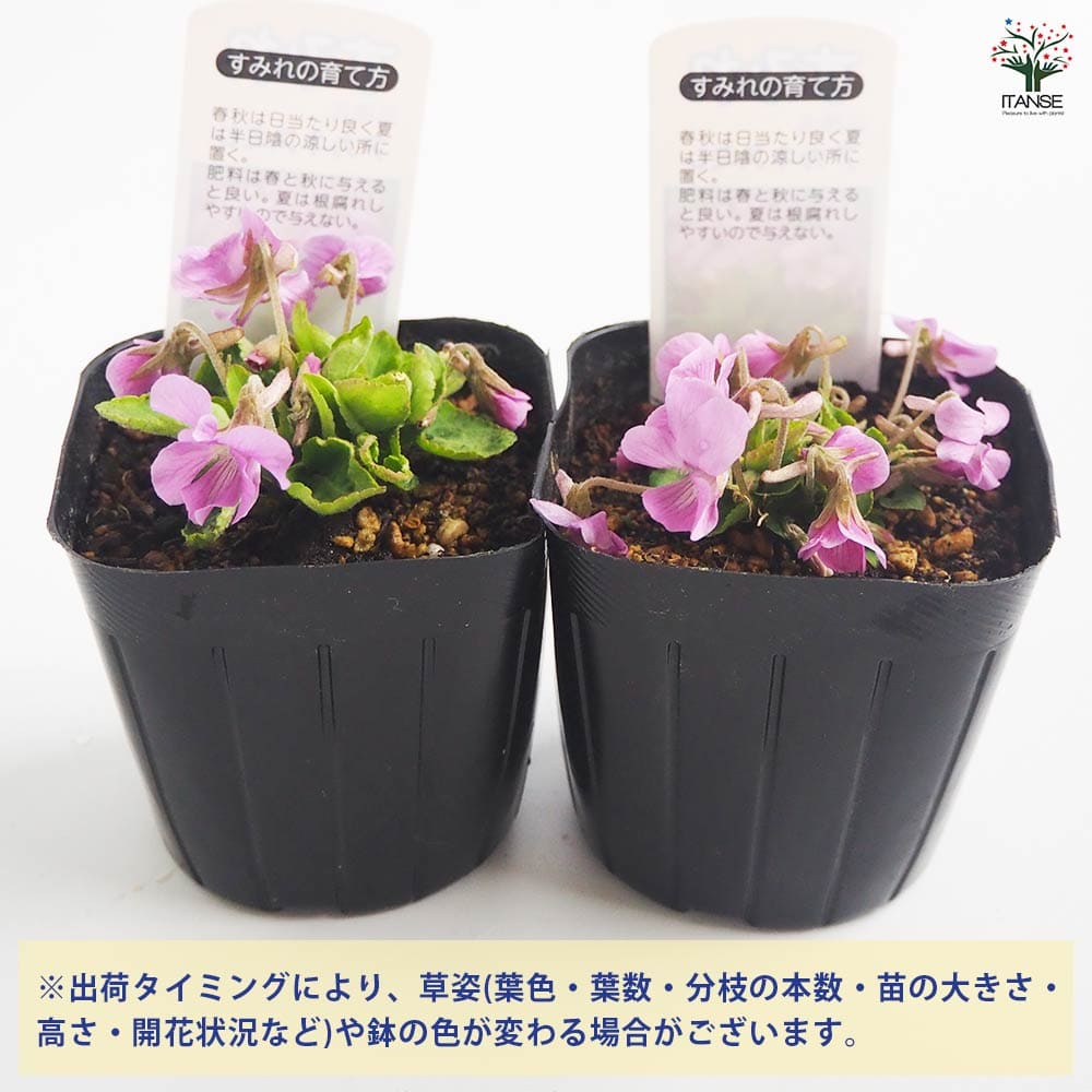 すみれの苗♡80サイズ 希少】 おひとり様1苗限定 ビオラ 『すみれ図鑑』 3.5寸POT