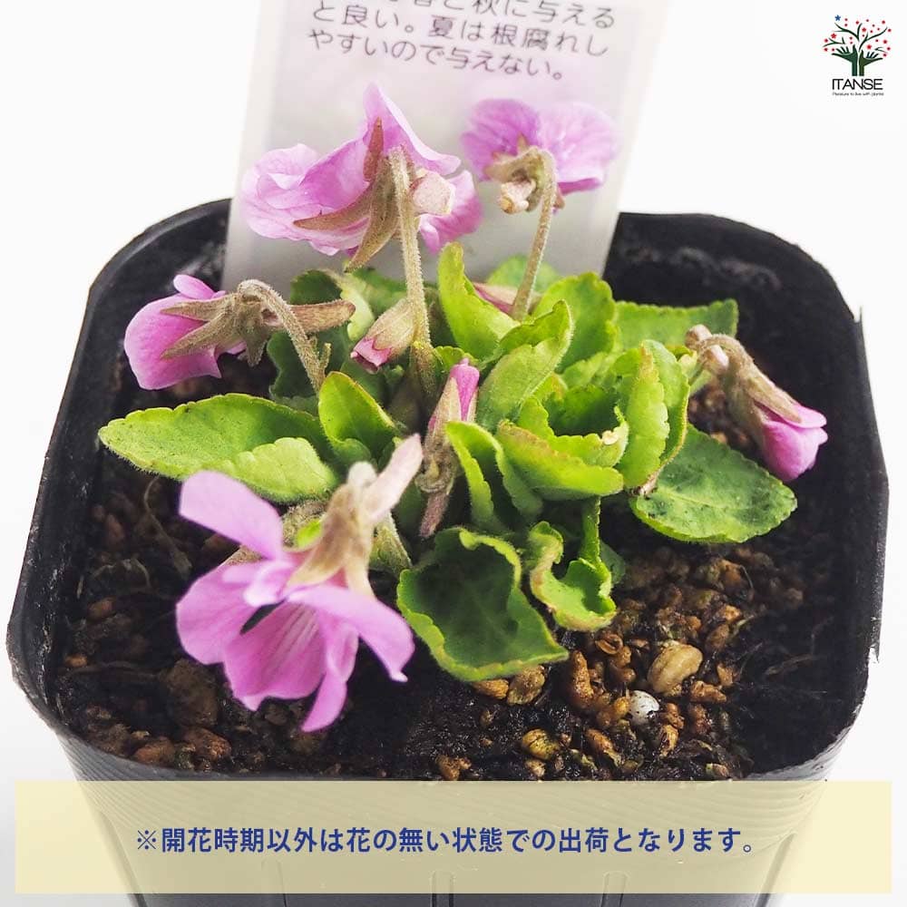 スミレ 日本スミレ アカネスミレ 【花苗 3号】｜ 【植物のITANSE】全品