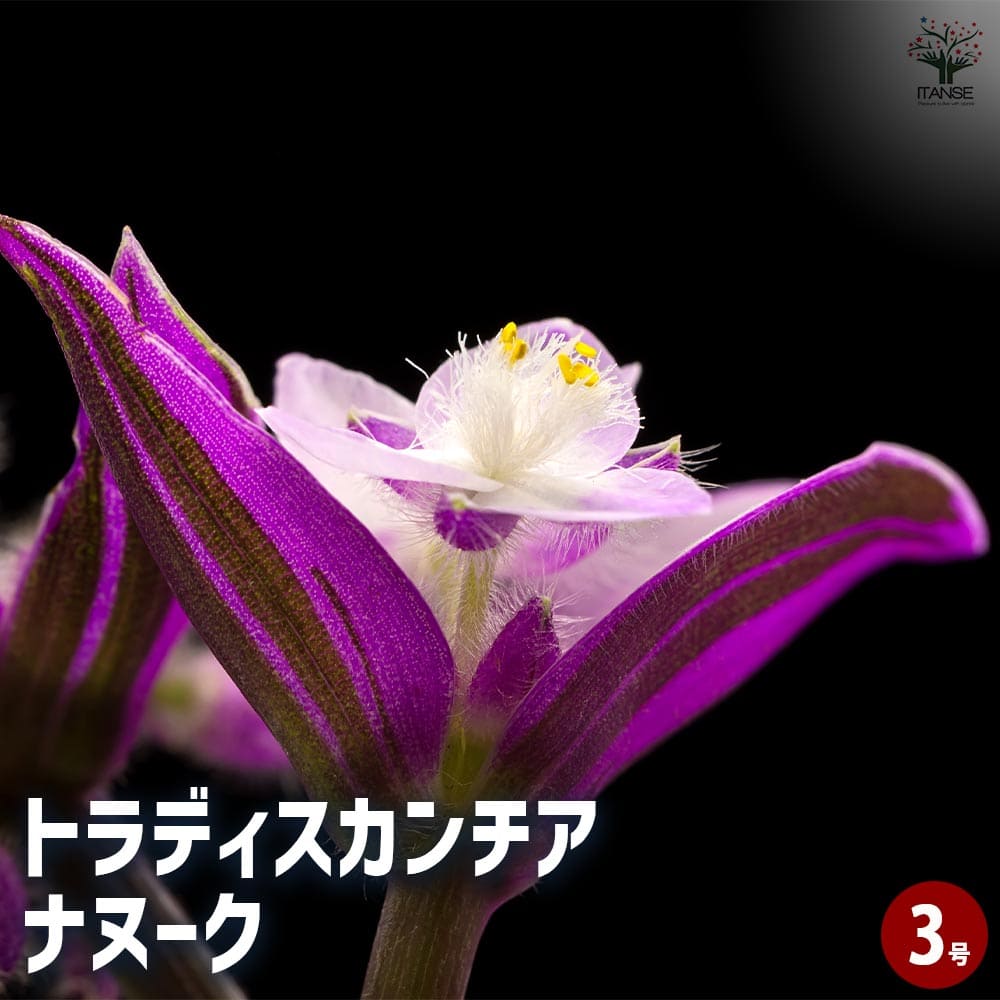 トラディスカンティア ナヌーク抜き苗 楽天市場】苗 観葉植物