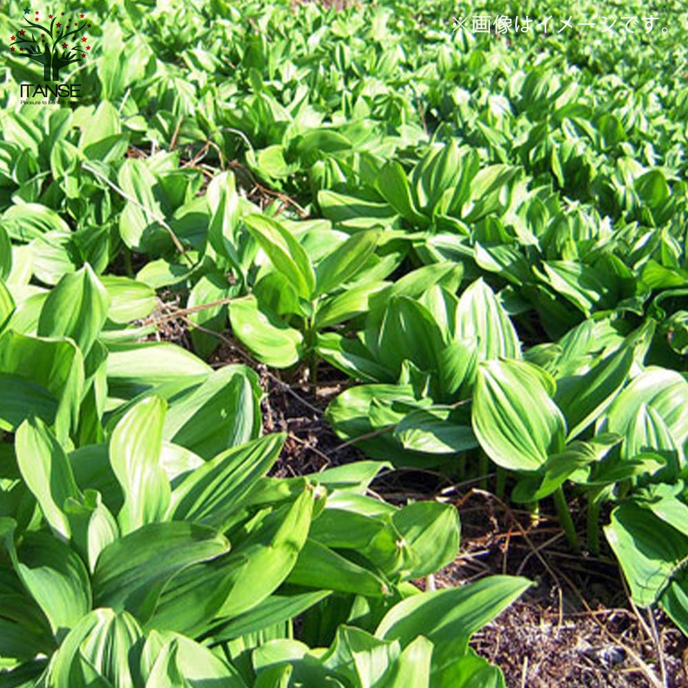 行者にんにく(ギョウジャニンニク・行者大蒜) 3株パック【袋詰め野菜球根 3株入り/1個売り】