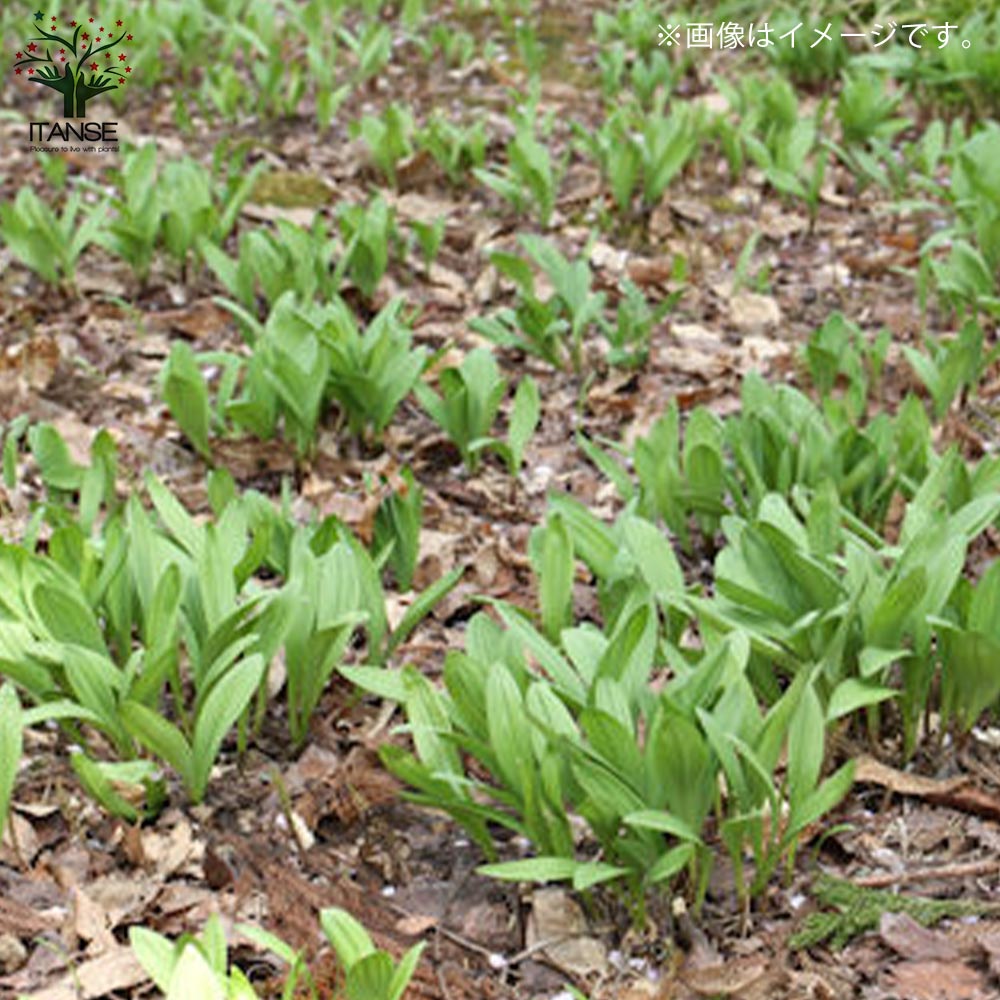 行者にんにく(ギョウジャニンニク・行者大蒜) 3株パック【袋詰め野菜球根 3株入り/1個売り】