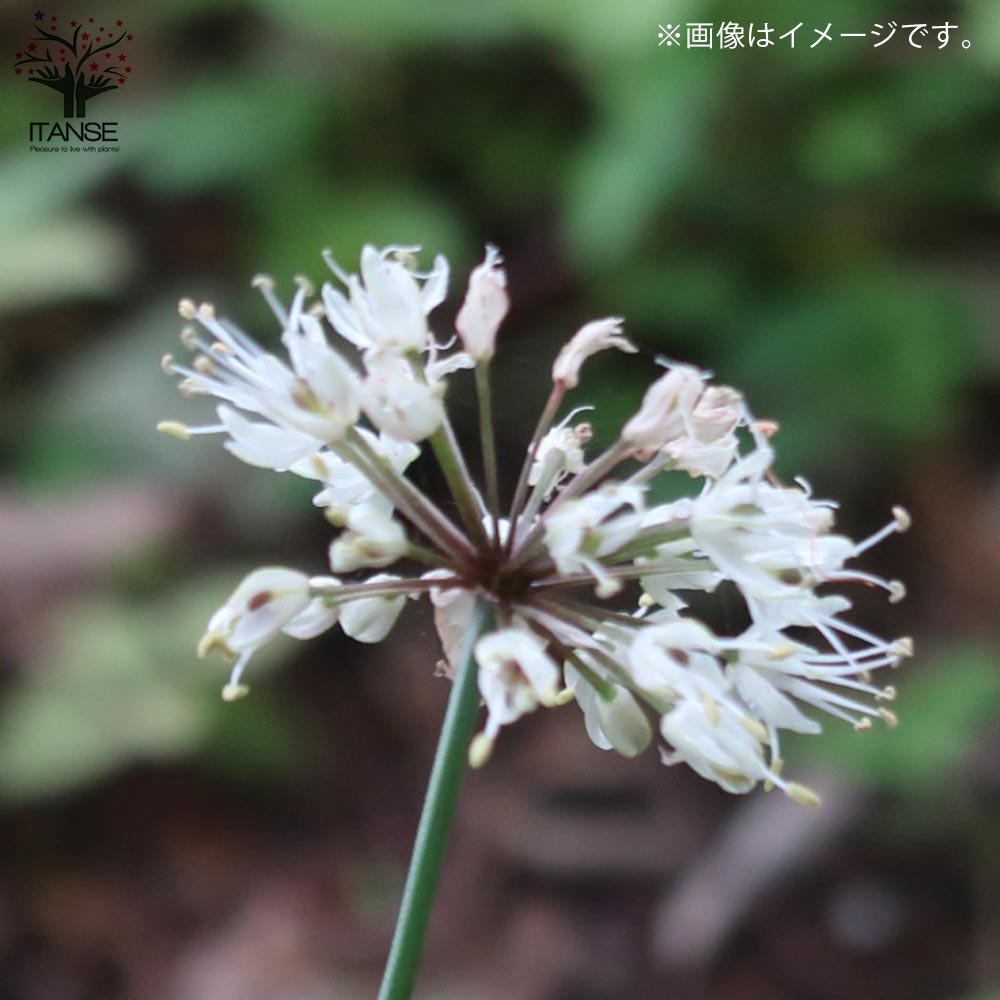 行者にんにく(ギョウジャニンニク・行者大蒜) 3株パック【袋詰め野菜球根 3株入り/1個売り】