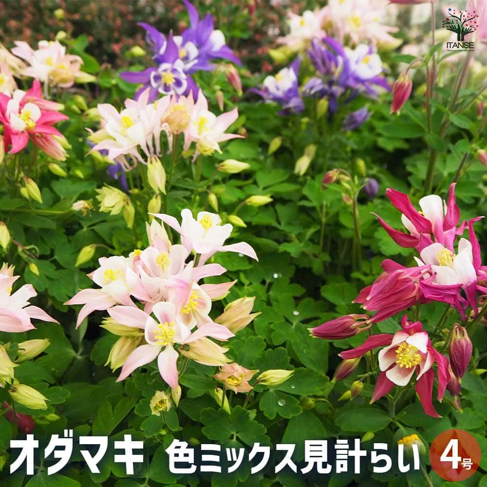 オダマキ 色ミックス見計らい2個～ 【花苗 4号】