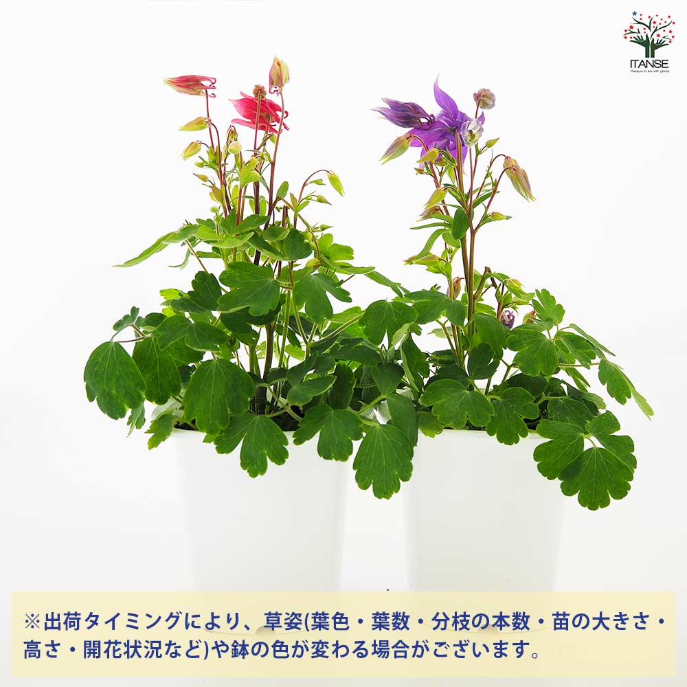 オダマキ 色ミックス見計らい2個～ 【花苗 4号】
