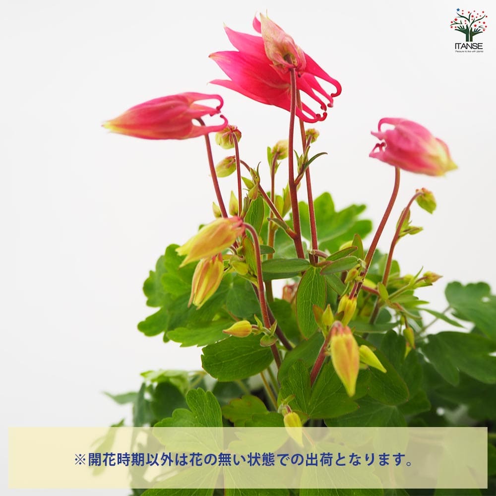 オダマキ 色ミックス見計らい2個～ 【花苗 4号】