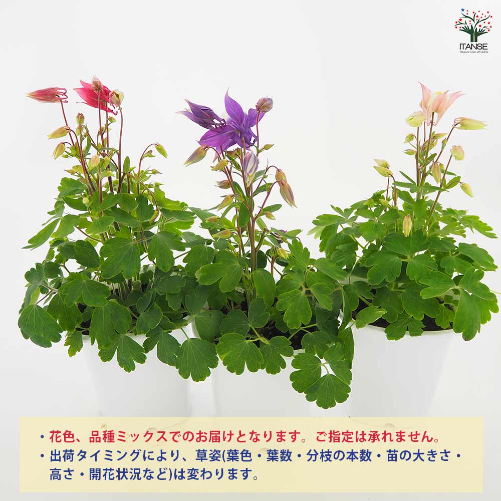 オダマキ 色ミックス見計らい2個～ 【花苗 4号】