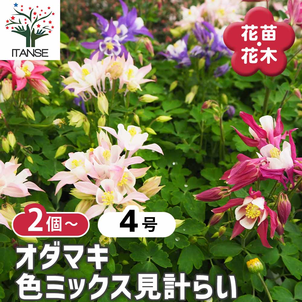 オダマキ 色ミックス見計らい2個～ 【花苗 3～4号】｜ 【植物の