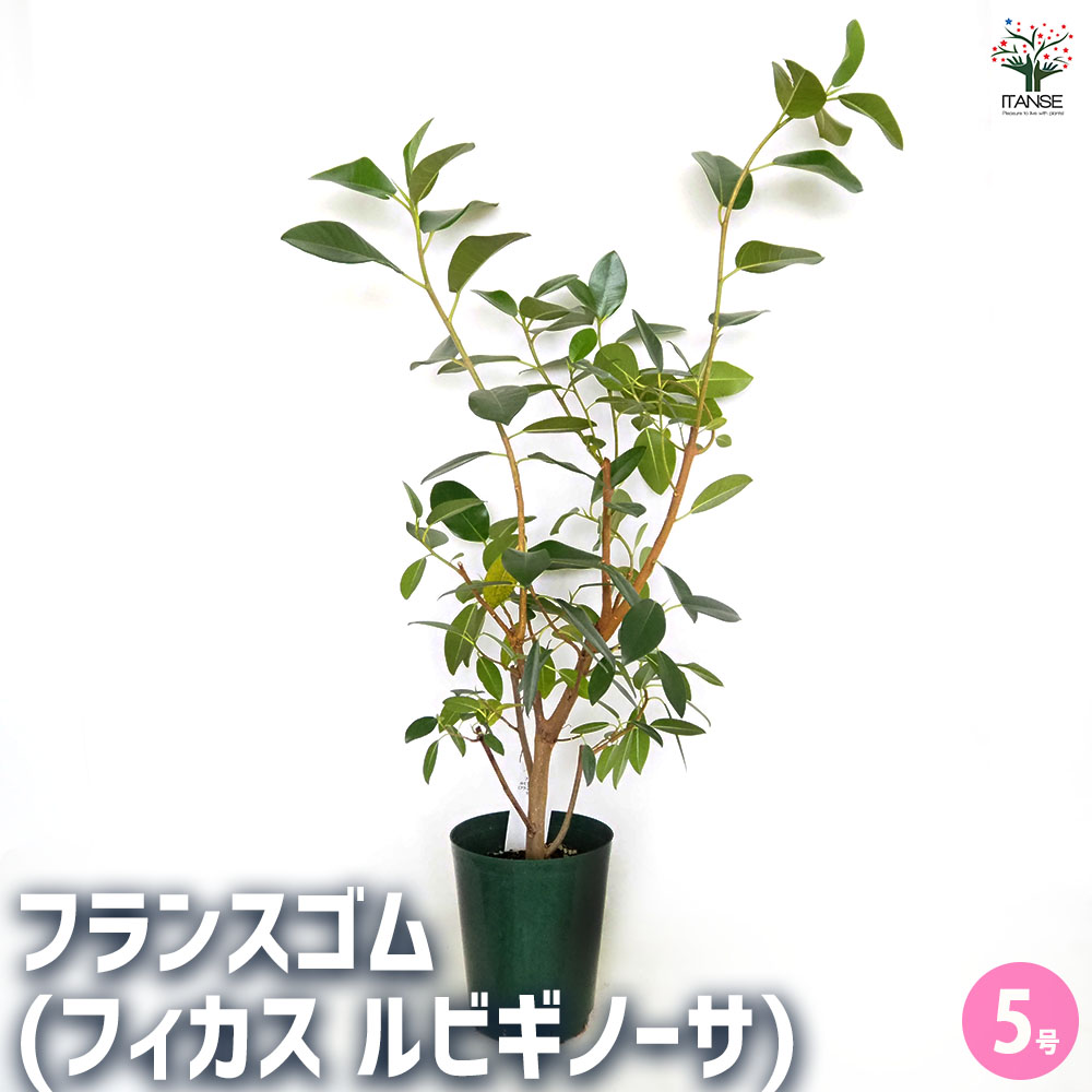 フィカス ルビギノーサ(フィカス) 【観葉植物 5号／1個売り】｜ 【植物
