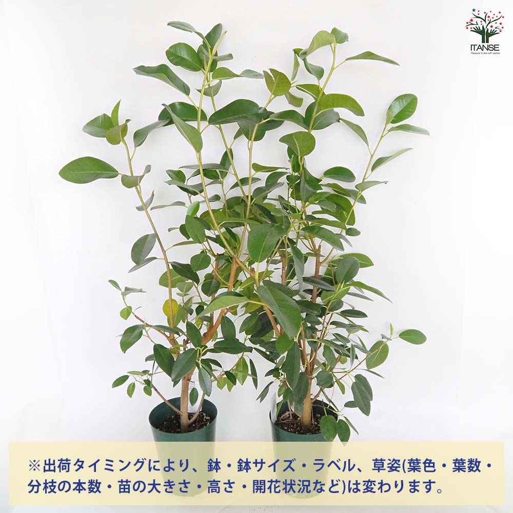 フィカス ルビギノーサ(フィカス) 【観葉植物 5号／1個売り】｜ 【植物