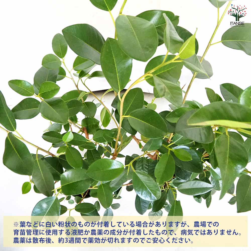 フィカス ルビギノーサ(フィカス) 【観葉植物 5号／1個売り】｜ 【植物