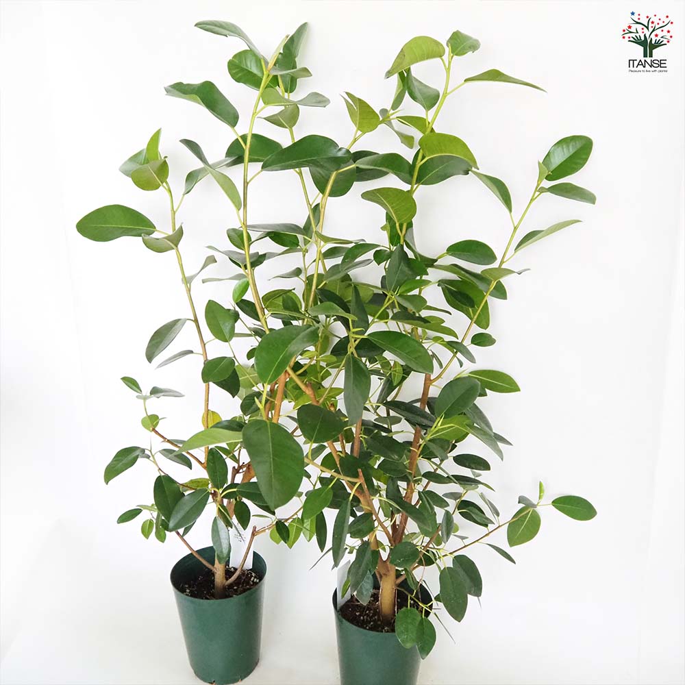 フィカス ルビギノーサ(フィカス) 【観葉植物 5号／1個売り