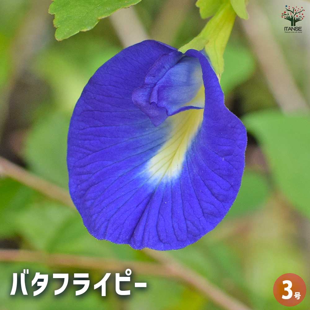 バタフライピー