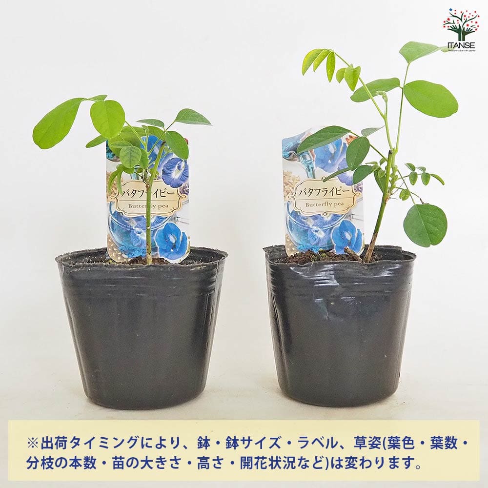 バタフライピー 【花木苗 3号】