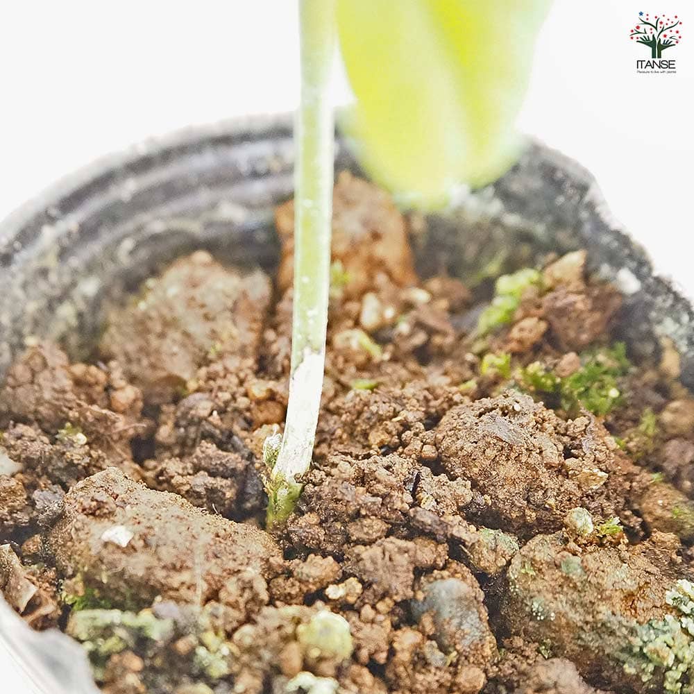 バタフライピー 【花木苗 3号】