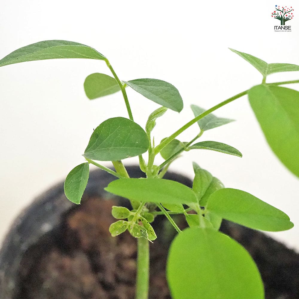 バタフライピー 【花木苗 3号】