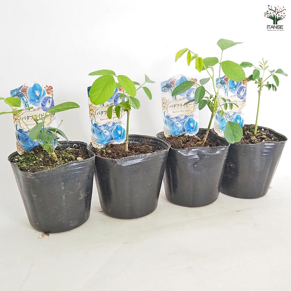 バタフライピー 【花木苗 3号】