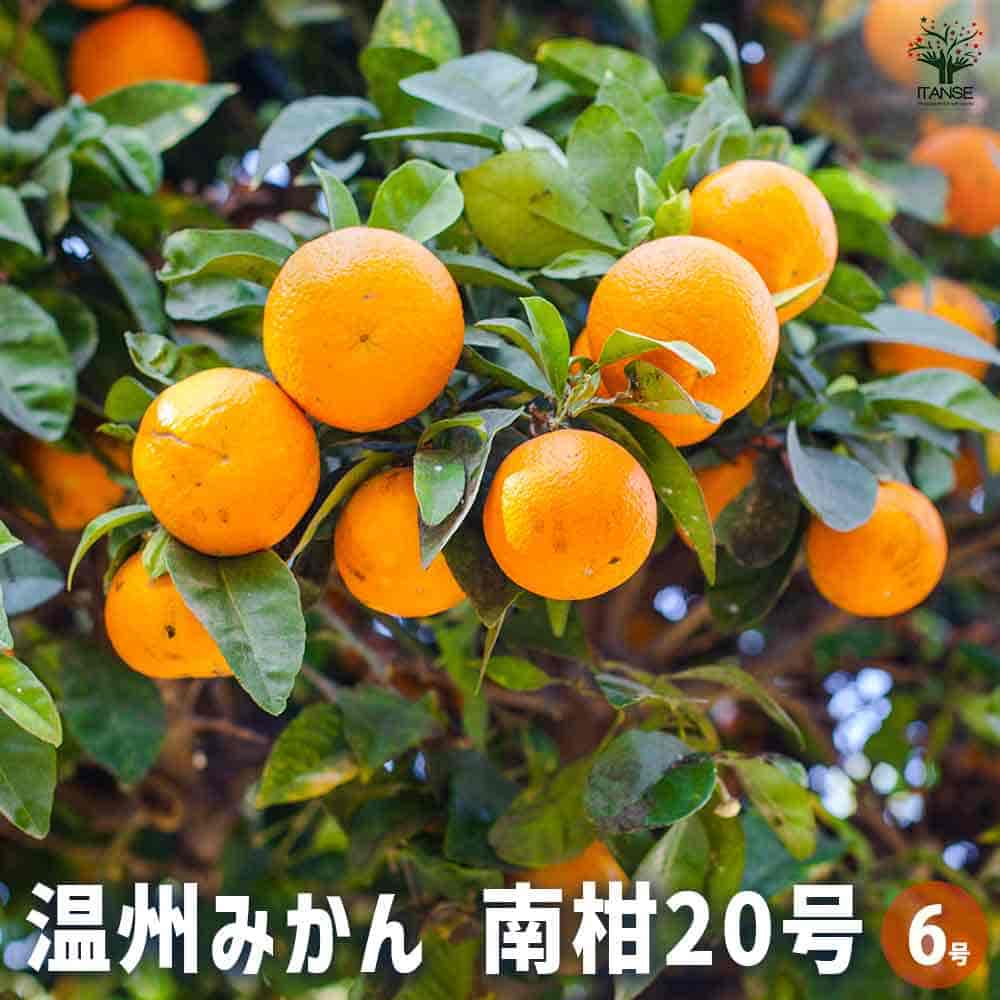 無核紀州 小みかん 3年生 実つき 大苗 種無しみかんの木 桜島小みかん