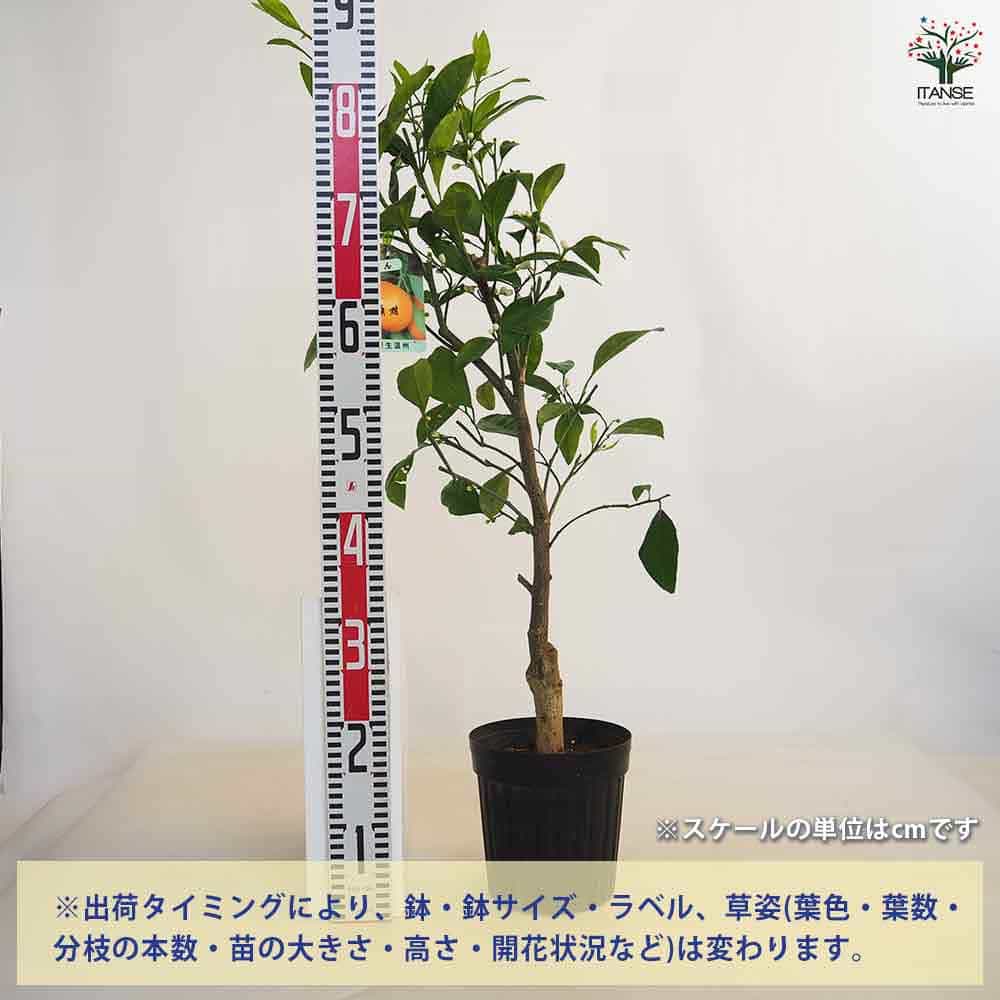 みかんの苗木 温州みかん 南柑 【果樹の苗木 6号／1個売り】