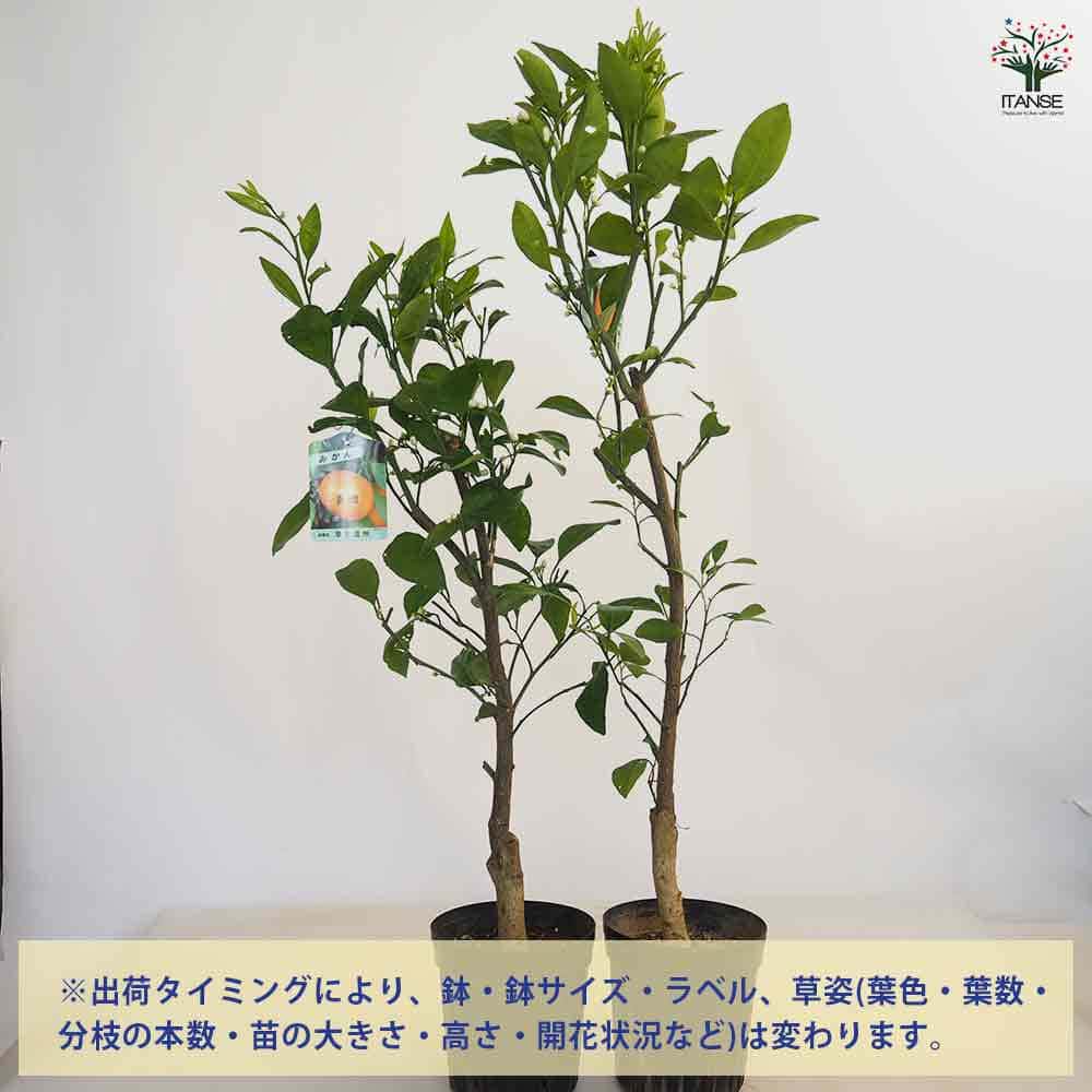 みかんの苗木 温州みかん 南柑 【果樹の苗木 6号／1個売り】